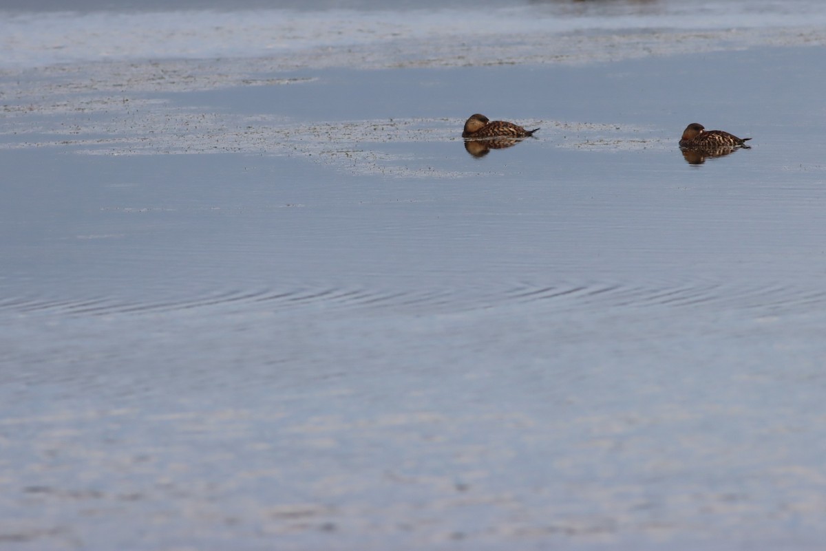 White-backed Duck - ML646574432