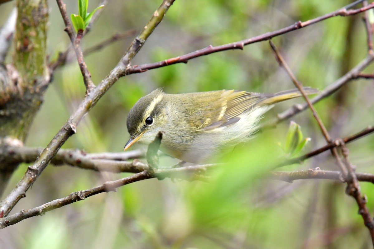 østsanger - ML646574433