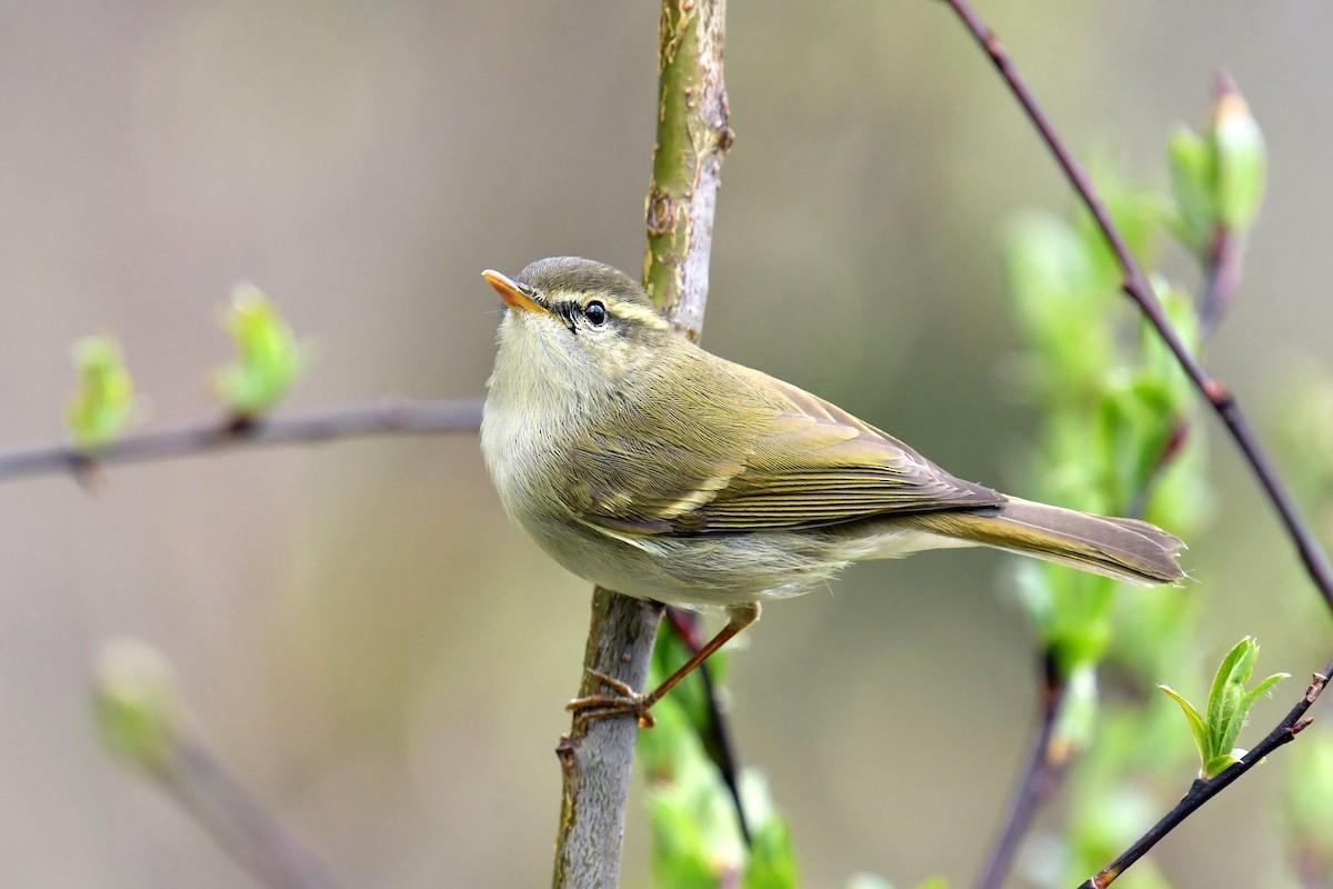 østsanger - ML646574438