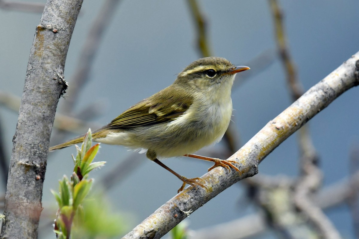 østsanger - ML646574442