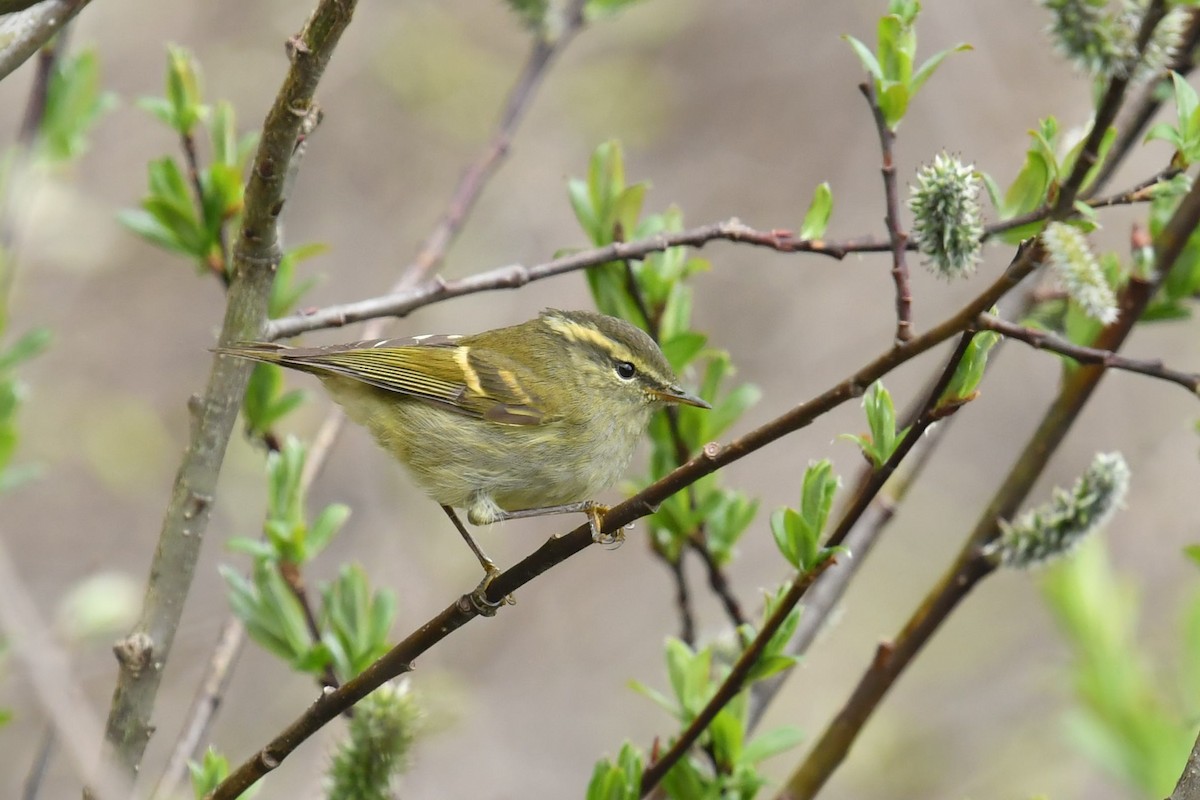 Buff-barred Warbler - ML646574449
