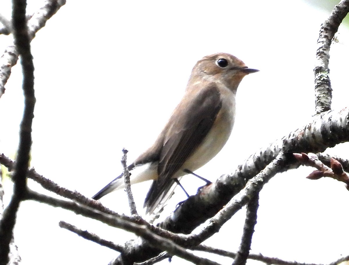 Taiga Flycatcher - ML646574450