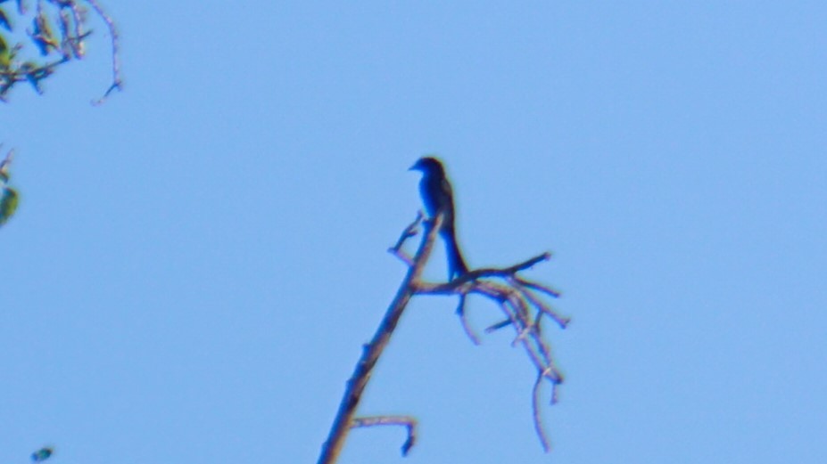 Greater Racket-tailed Drongo - ML646574452