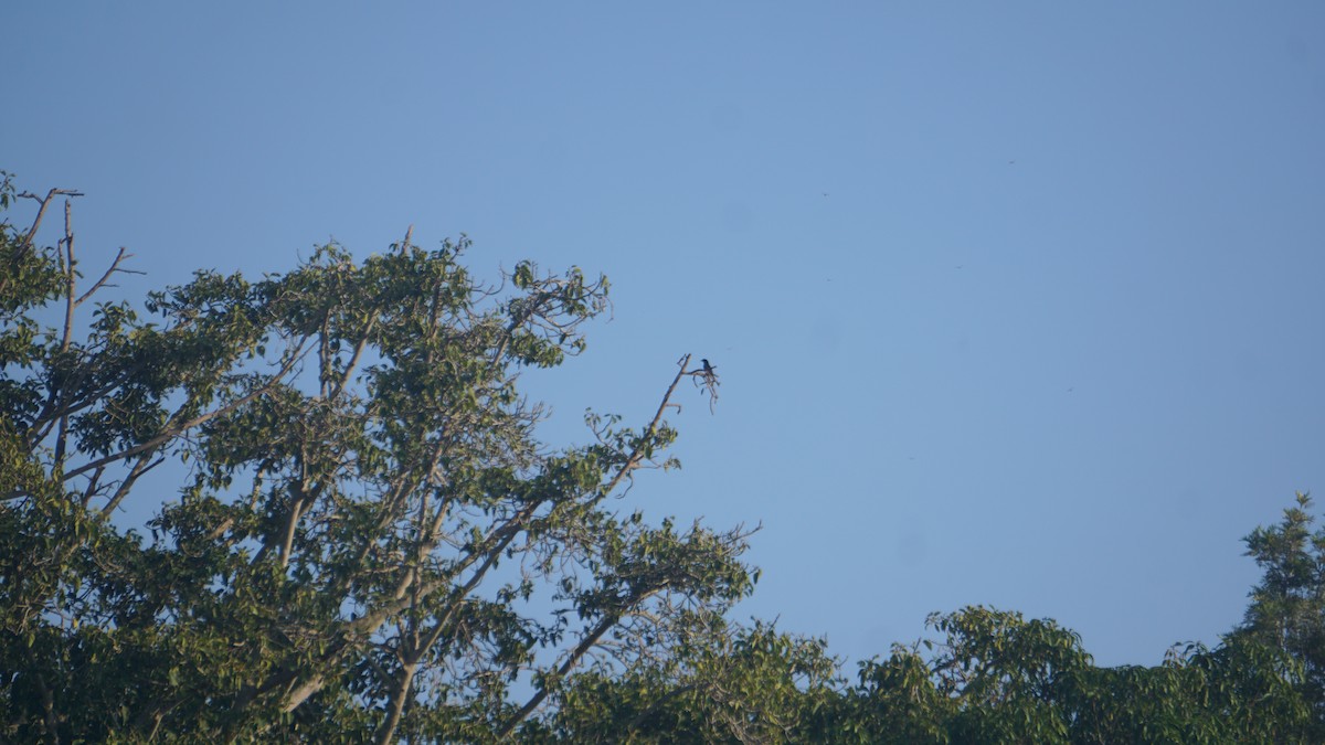 Greater Racket-tailed Drongo - ML646574453