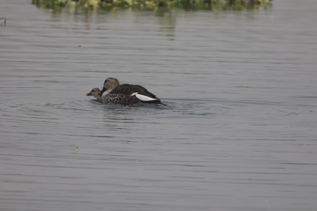 Indien-Fleckschnabelente - ML646574456