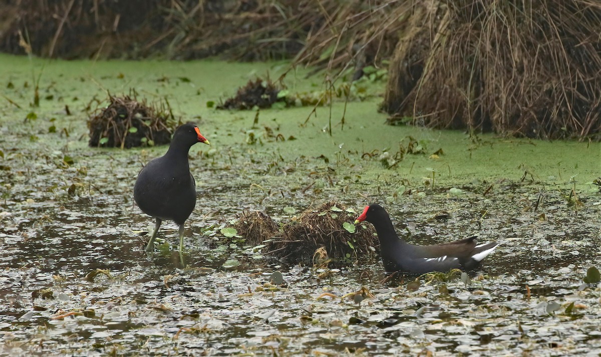 Common Gallinule - ML646574461
