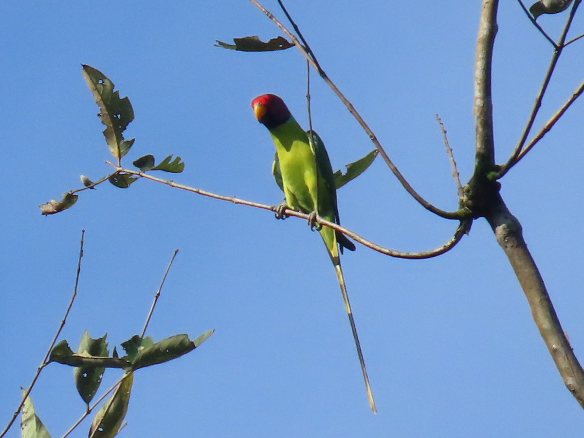 コセイインコ - ML646574465