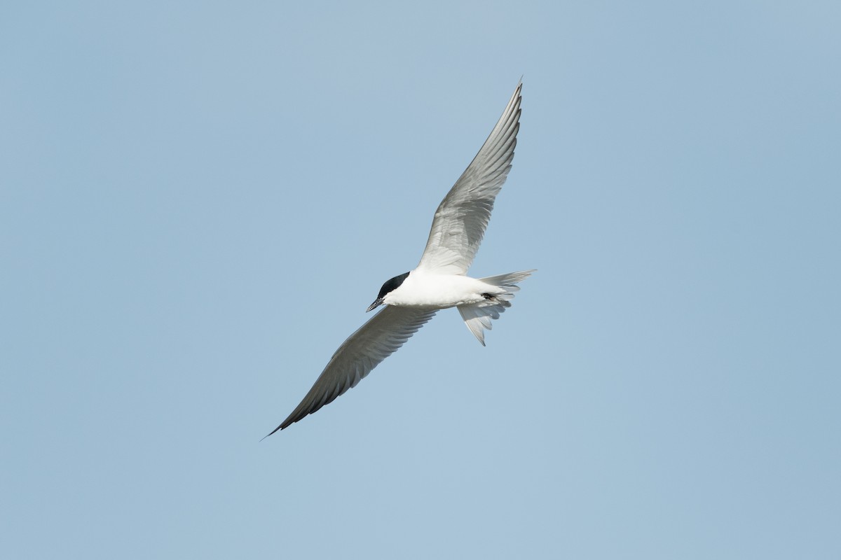 sandterne - ML646574472