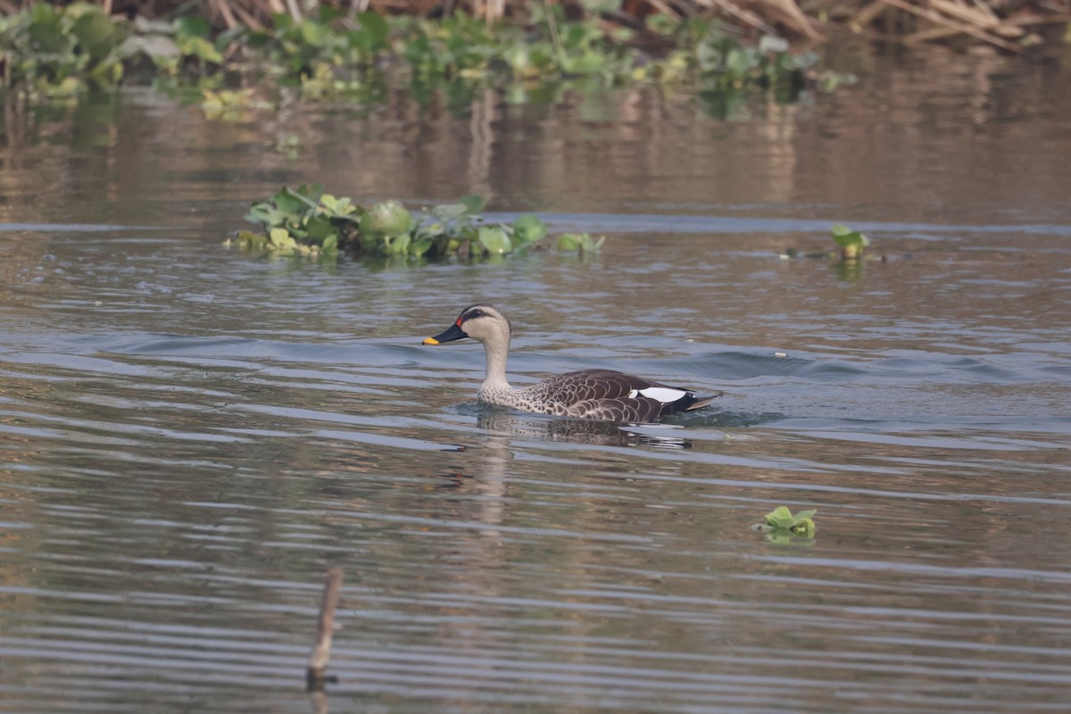 Indien-Fleckschnabelente - ML646574473