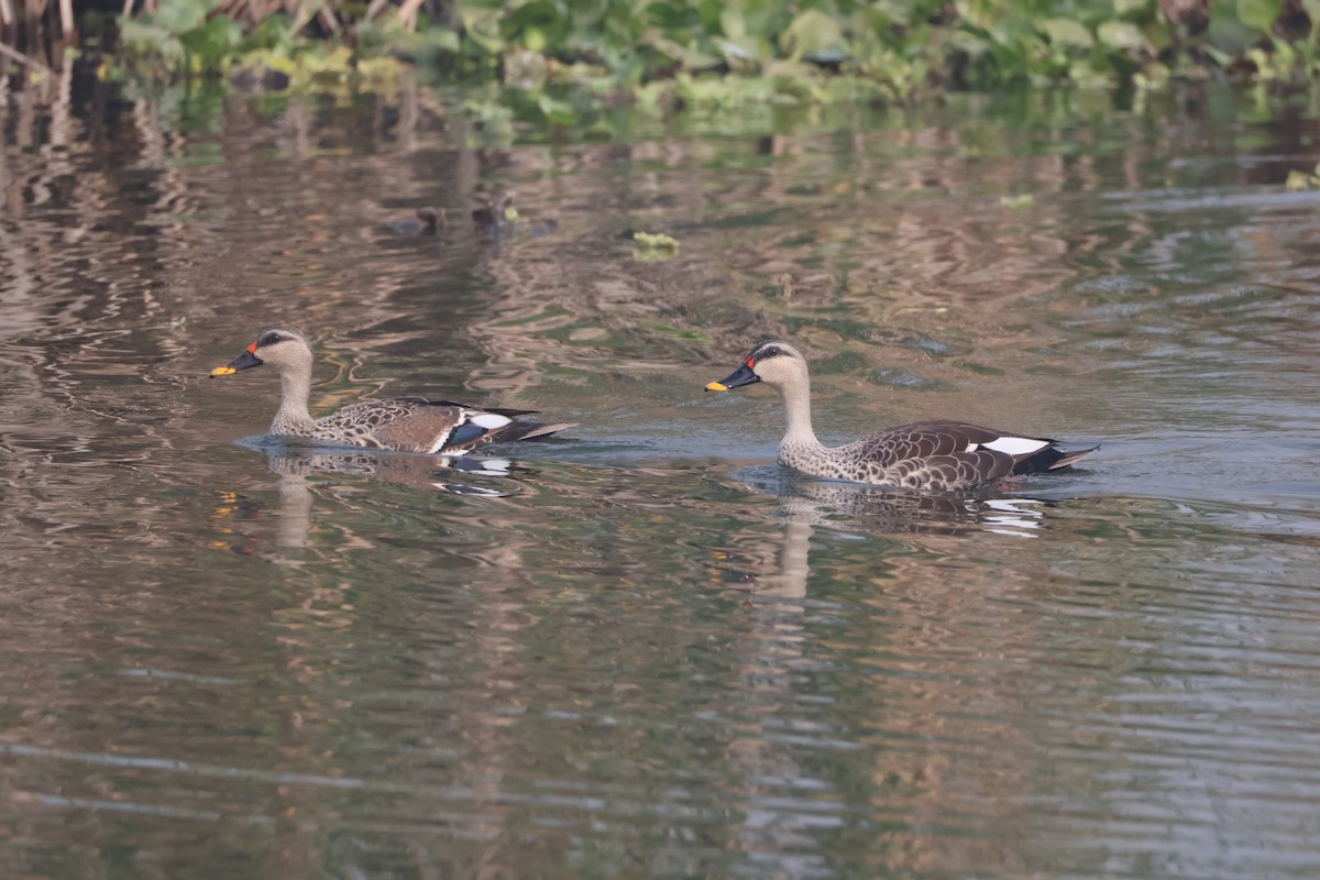 Indien-Fleckschnabelente - ML646574474