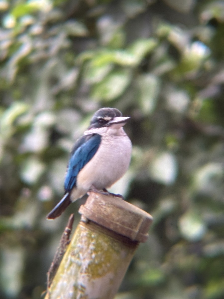 Collared Kingfisher - ML646574478