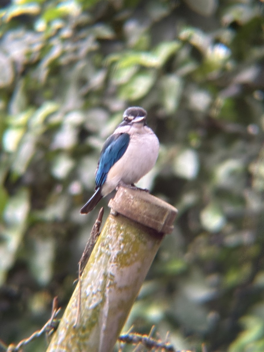Collared Kingfisher - ML646574479