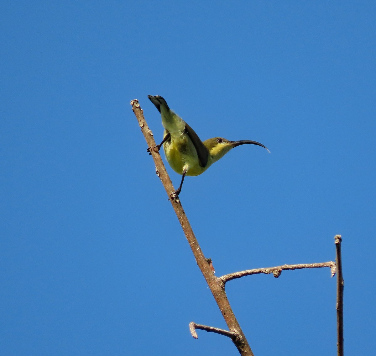 Loten's Sunbird - ML646574480