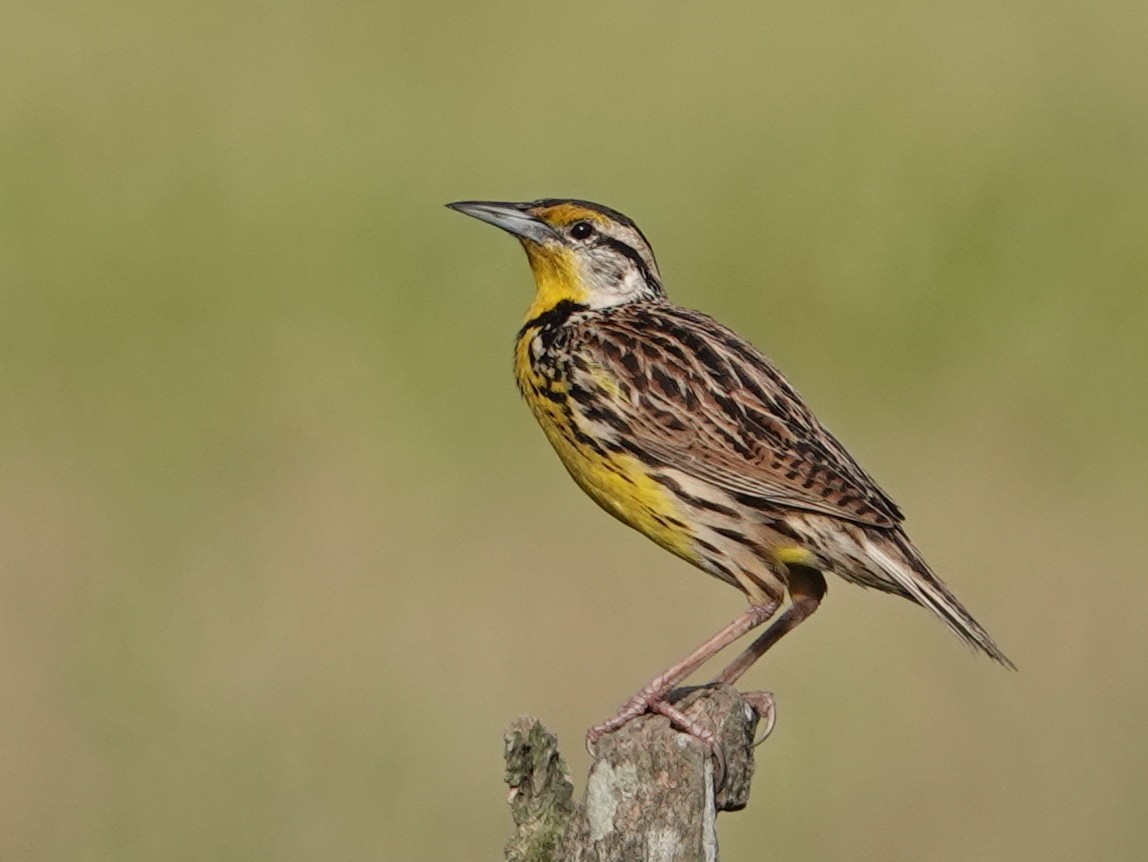 Eastern Meadowlark - ML646574483