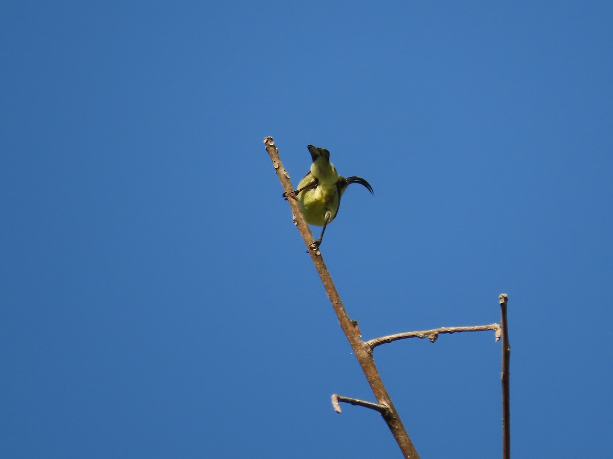 Loten's Sunbird - ML646574484