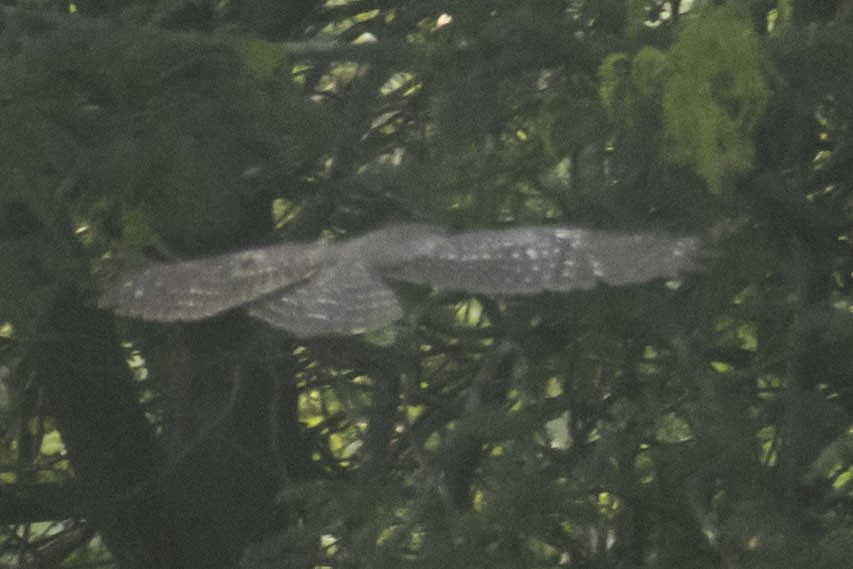 Spotted Owlet - ML646574487