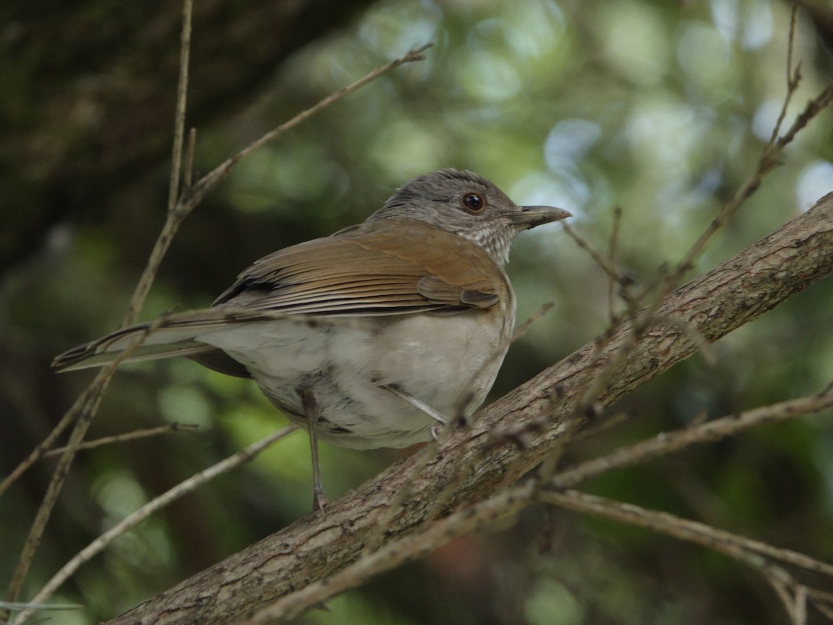 Pale-breasted Thrush - ML646574489