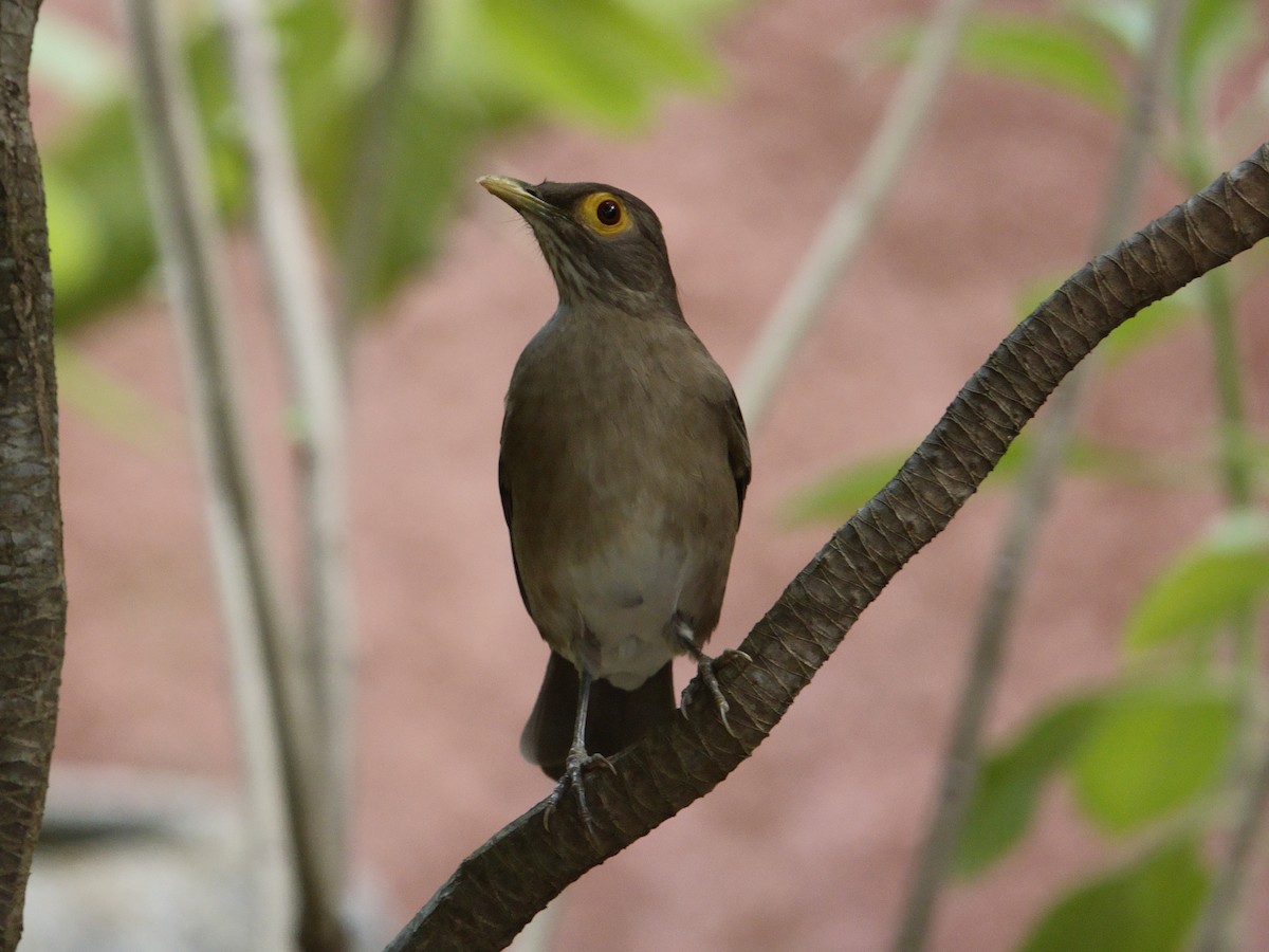 Spectacled Thrush - ML646574495