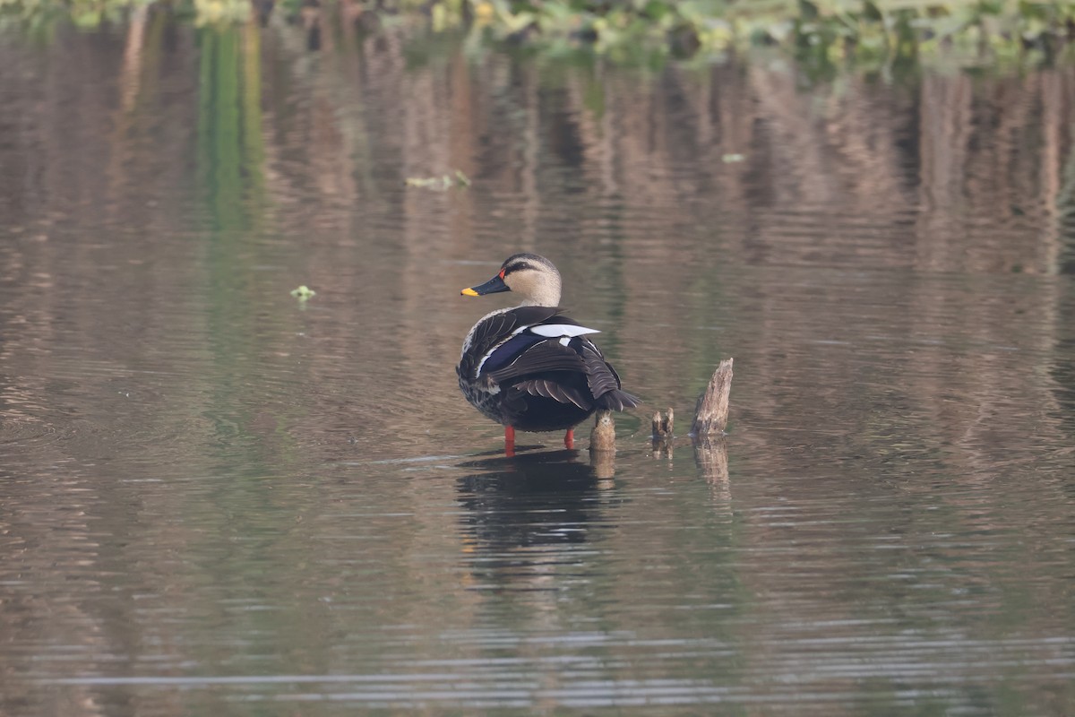 Indien-Fleckschnabelente - ML646574496