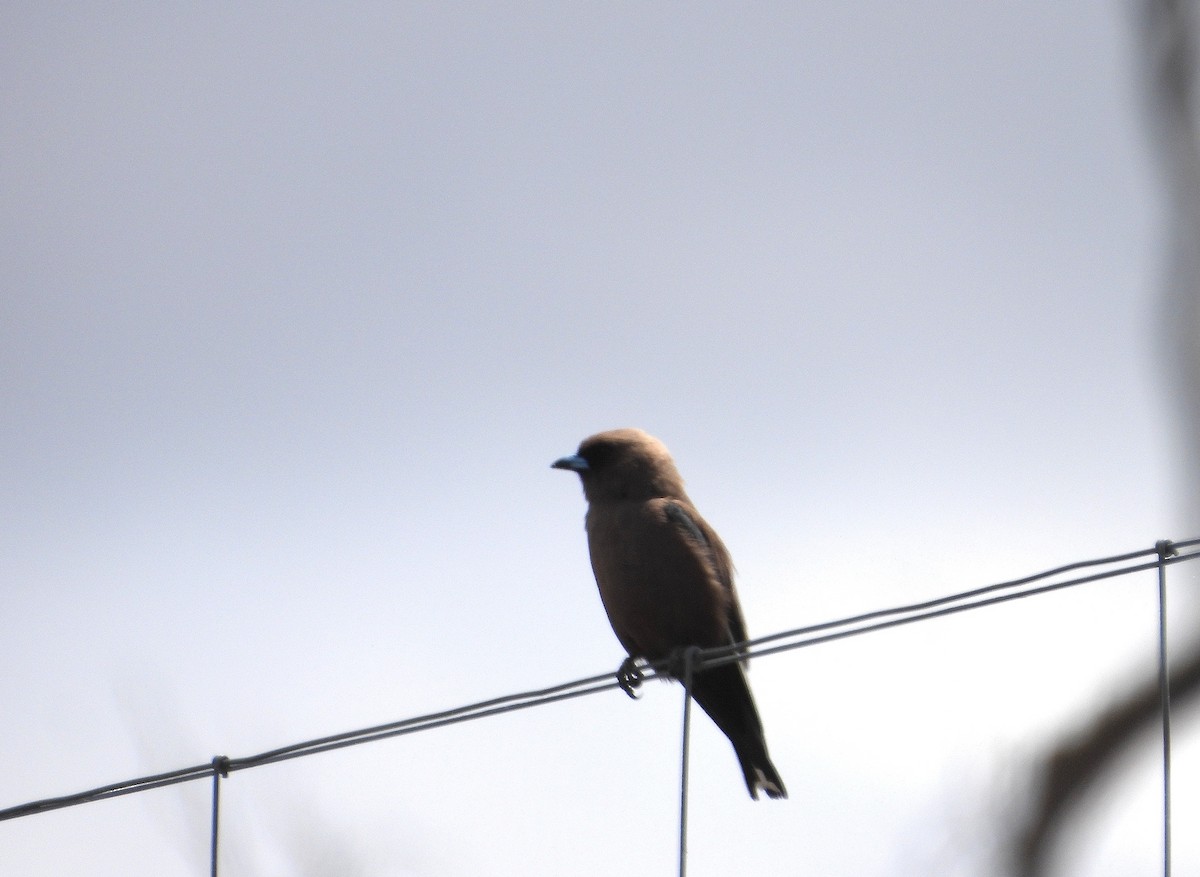 Artamo Sombrío - ML646574498