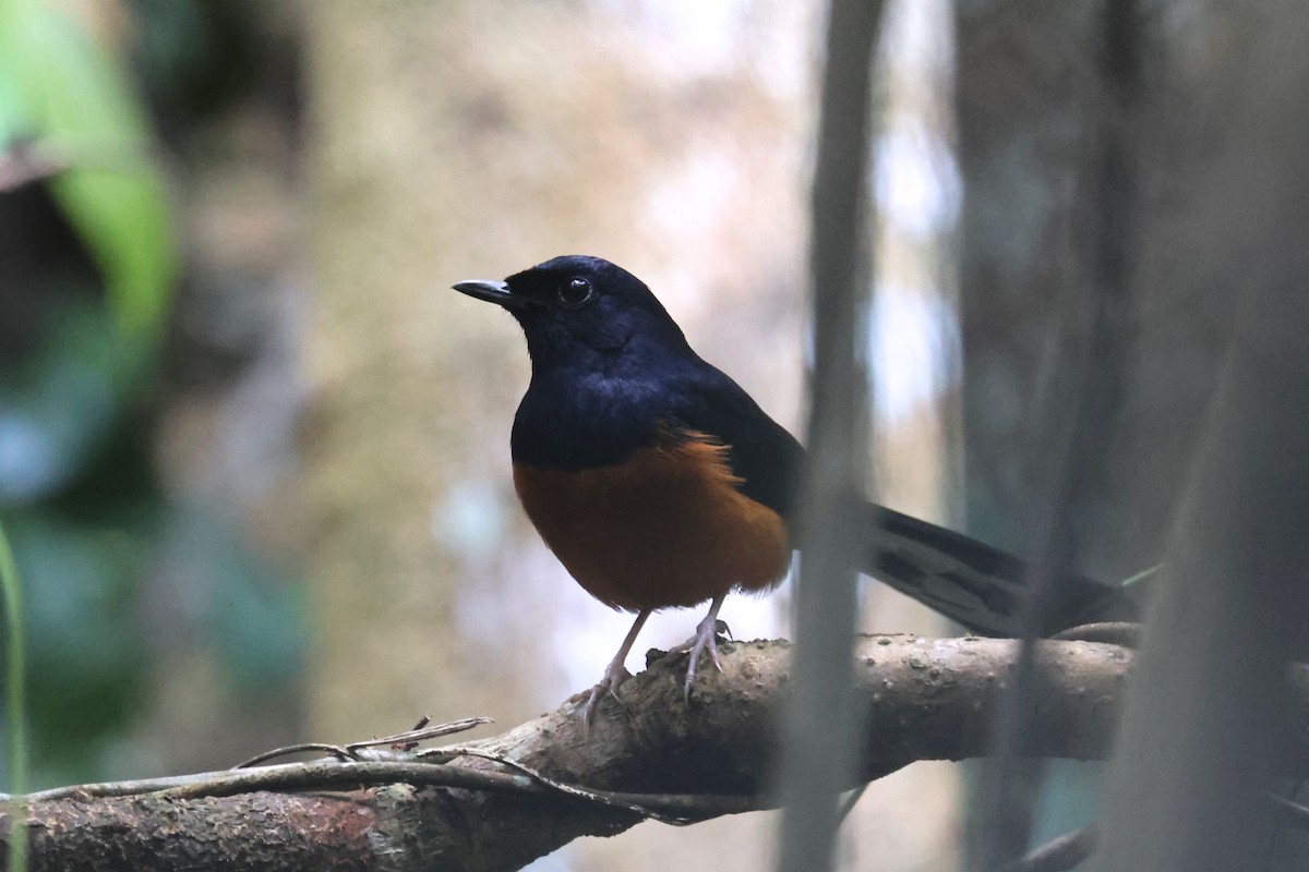 White-rumped Shama - ML646574503