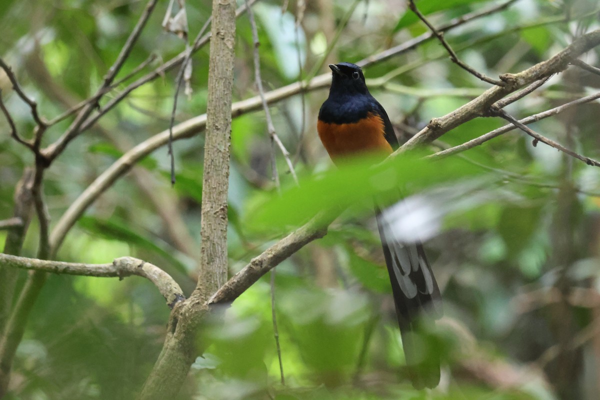 White-rumped Shama - ML646574504