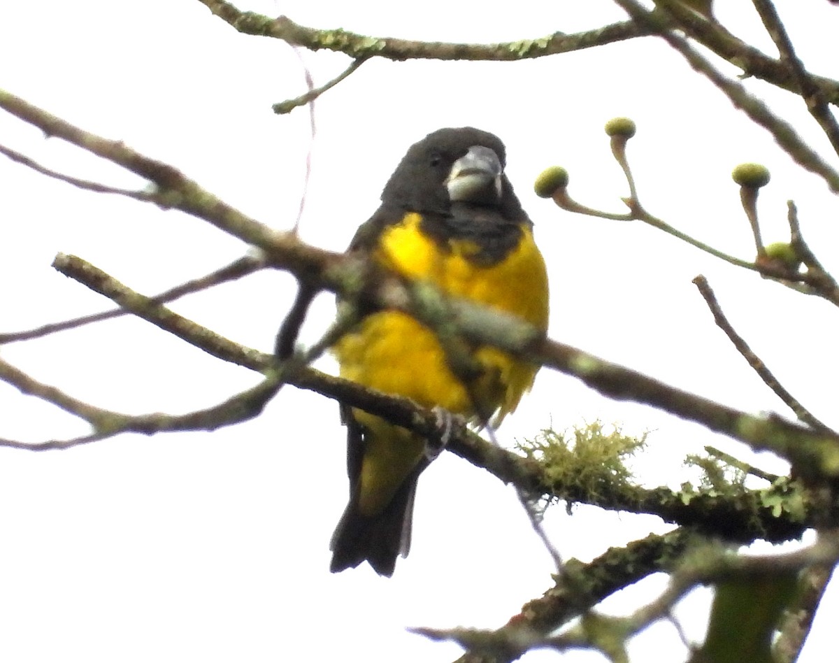 Spot-winged Grosbeak - ML646574508
