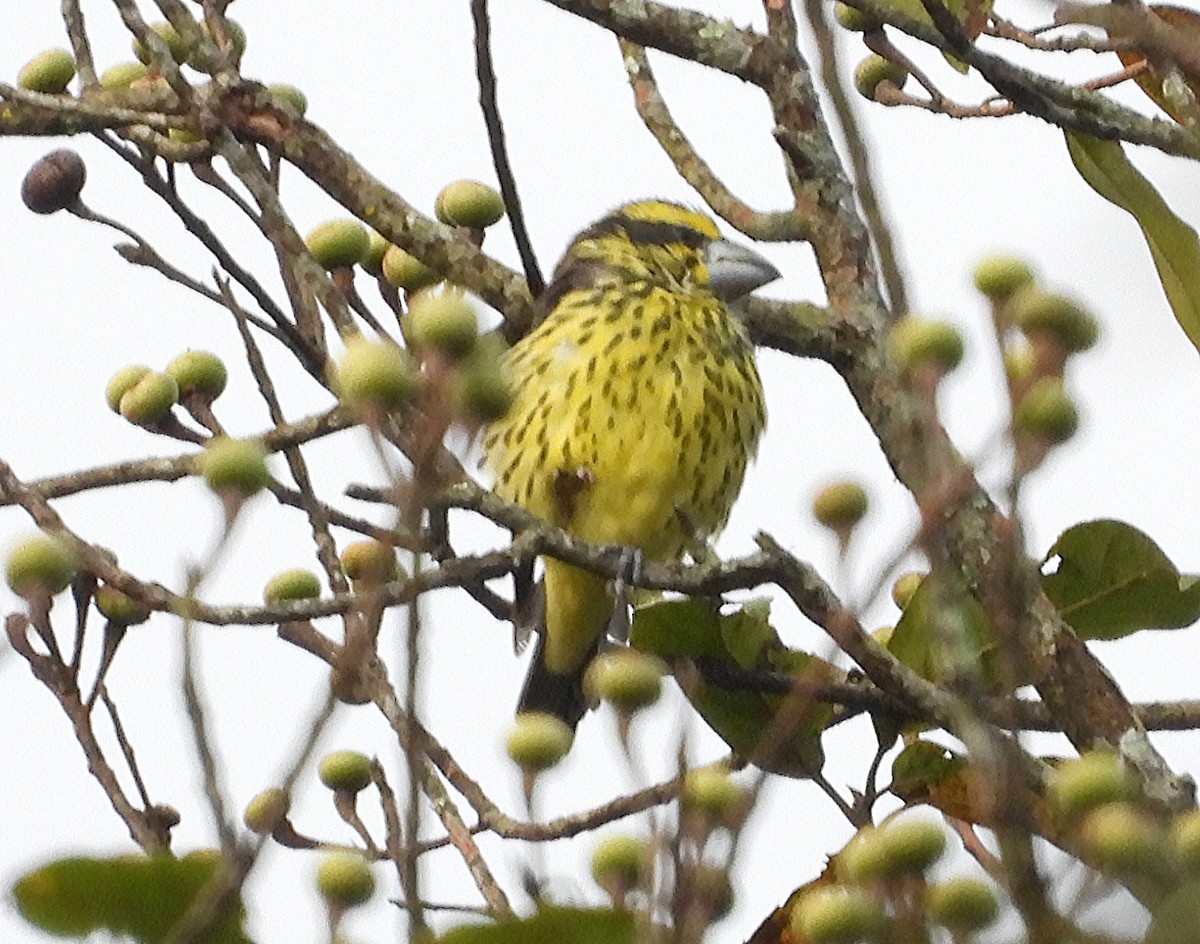 Spot-winged Grosbeak - ML646574509