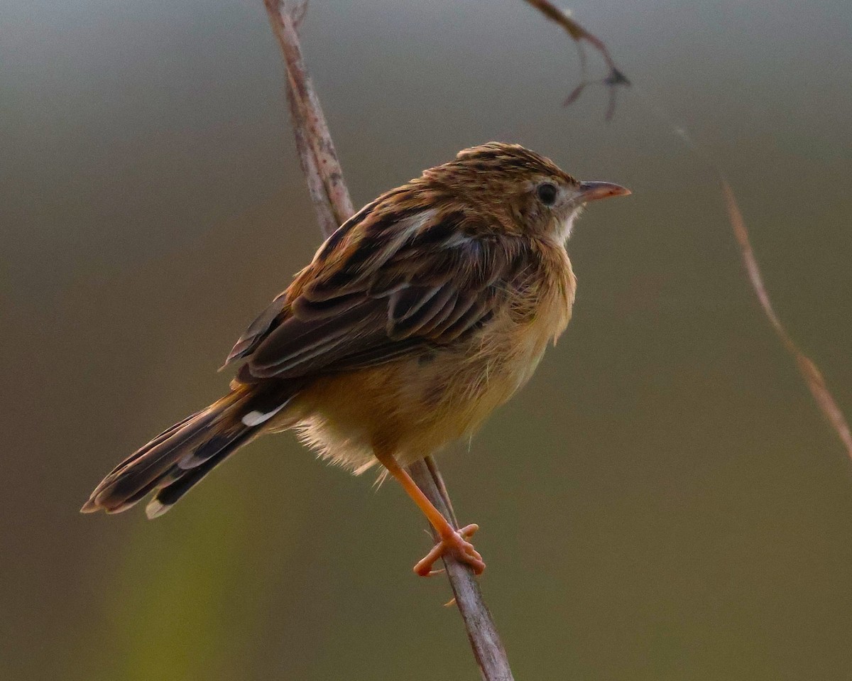 Zitting Cisticola - ML646574510