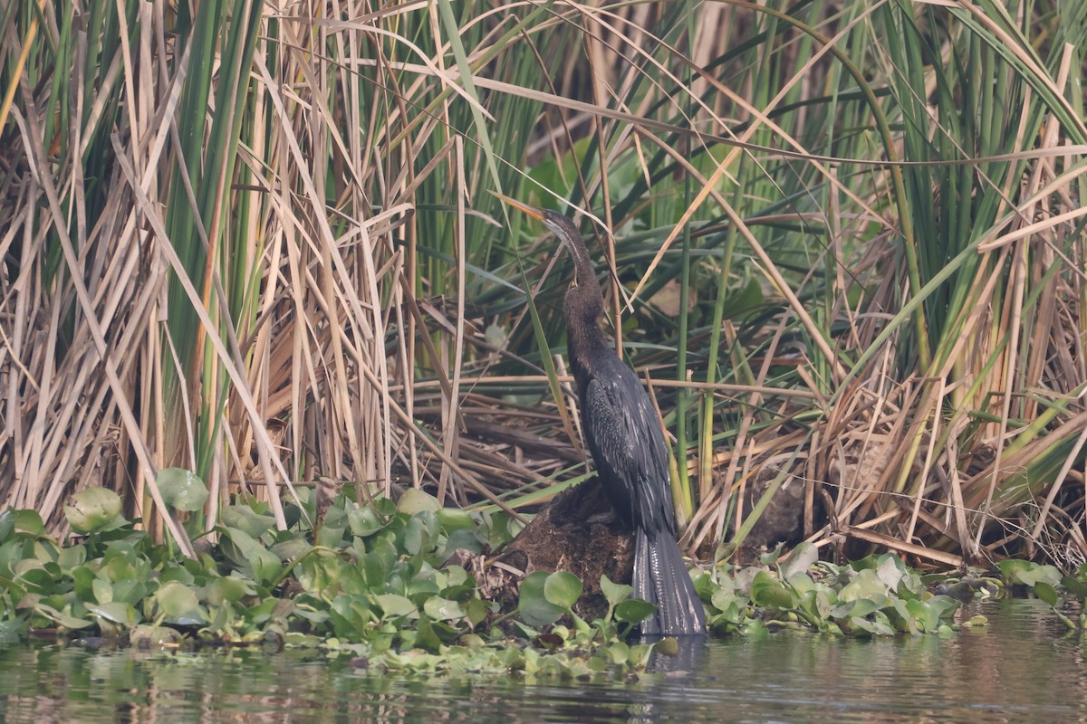 Orient-Schlangenhalsvogel - ML646574511