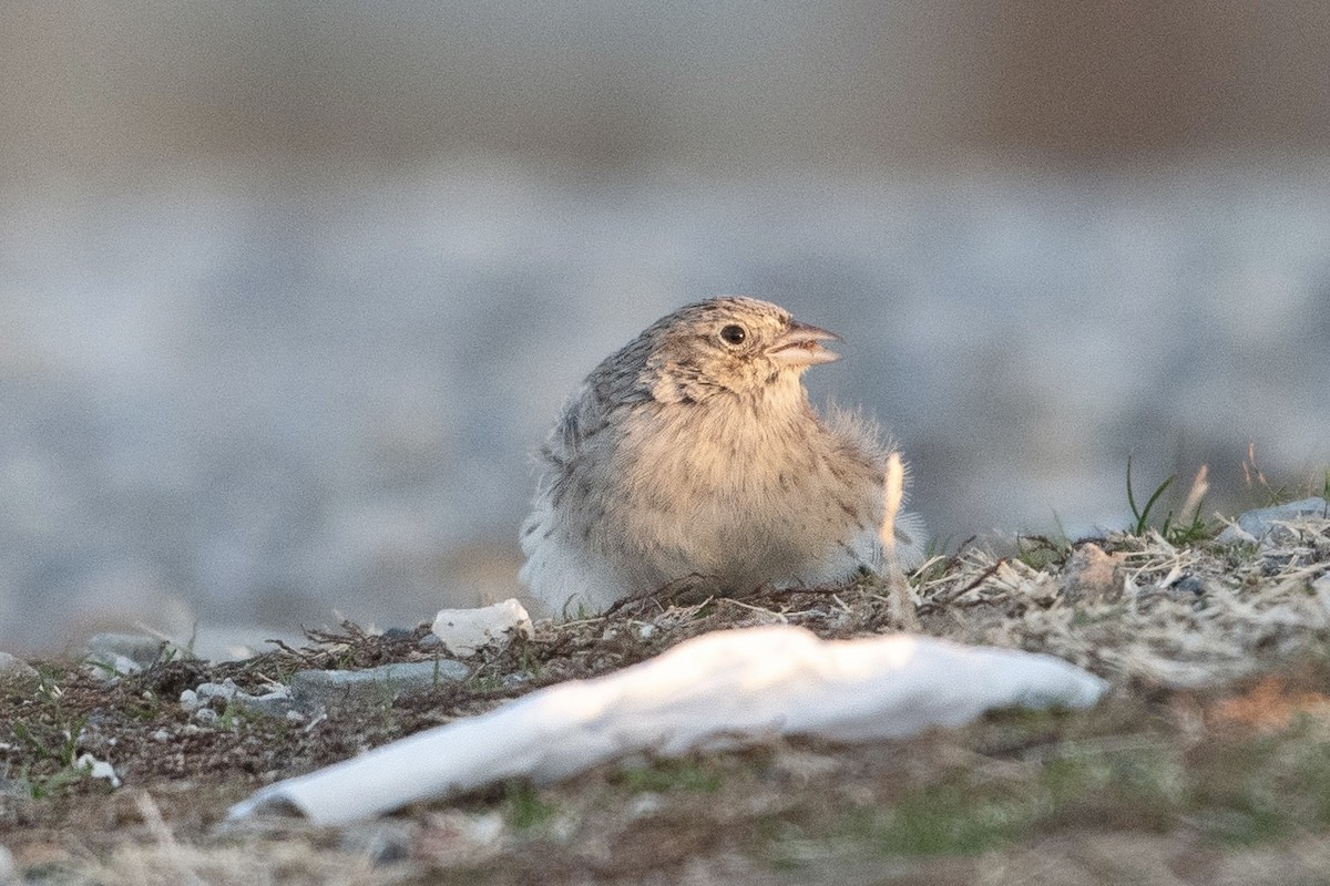 Cassin's Sparrow - ML646574513