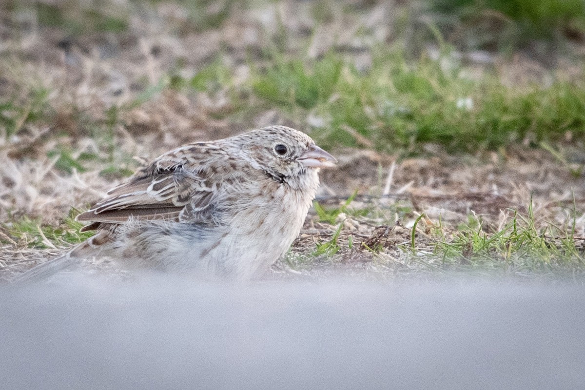 Cassin's Sparrow - ML646574514