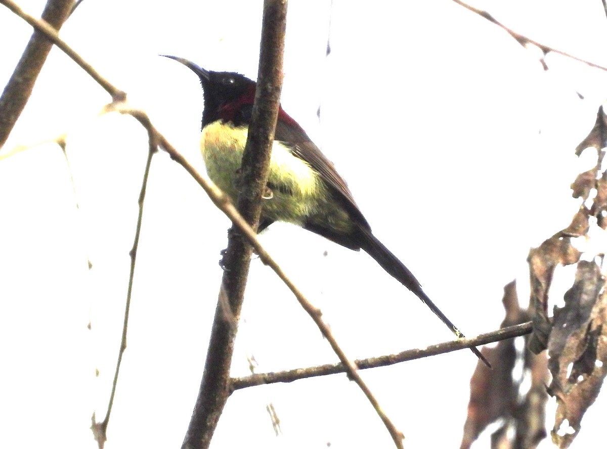 Black-throated Sunbird - ML646574522