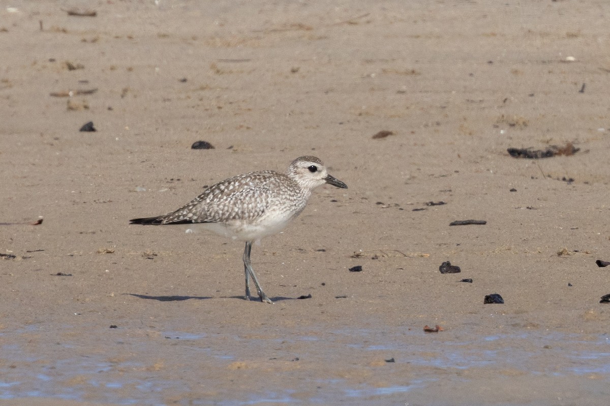 Black-bellied Plover - ML646574524