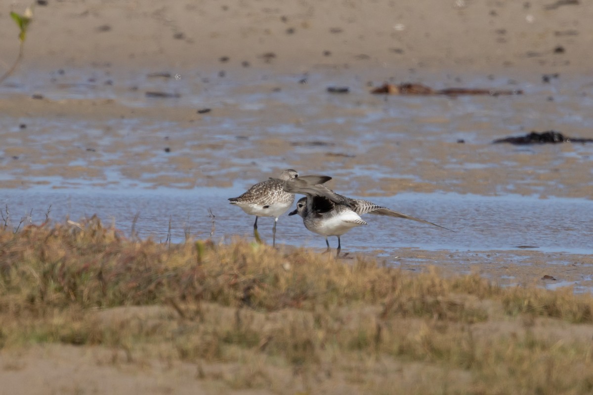 Black-bellied Plover - ML646574525