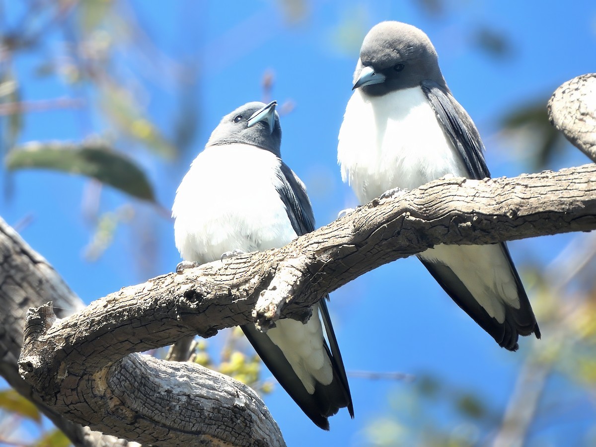 White-breasted Woodswallow - ML646574526