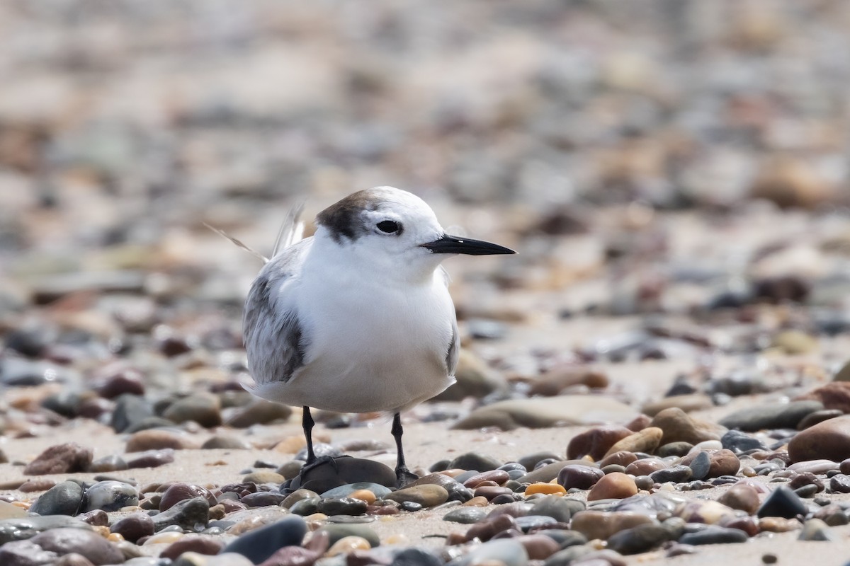 Aleutian Tern - ML646574533