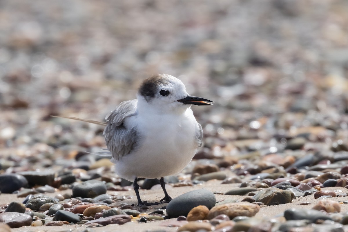 Aleutian Tern - ML646574534