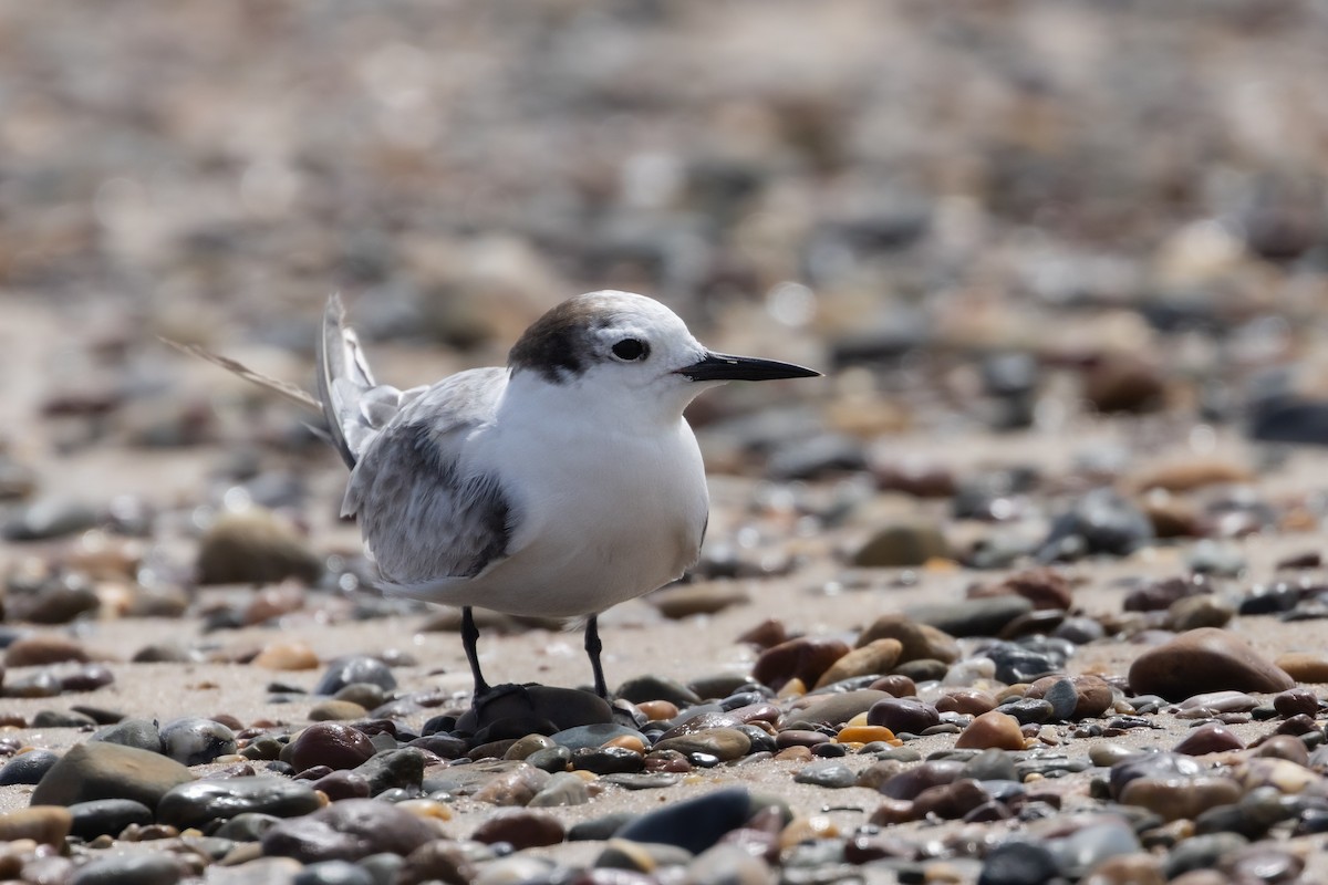 Aleutian Tern - ML646574536