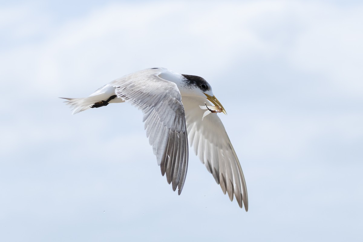 Great Crested Tern - ML646574561