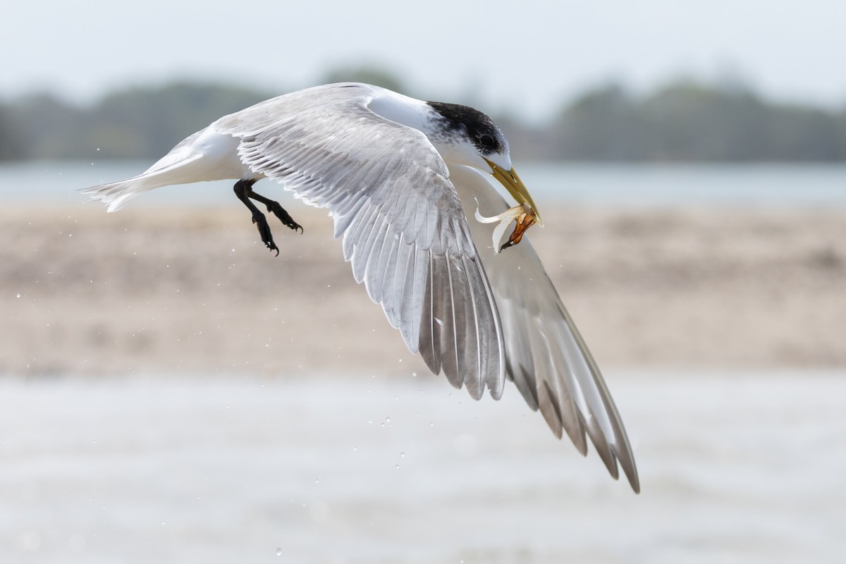 Great Crested Tern - ML646574562