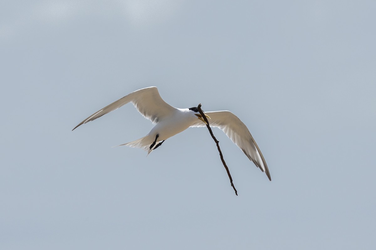 Great Crested Tern - ML646574563