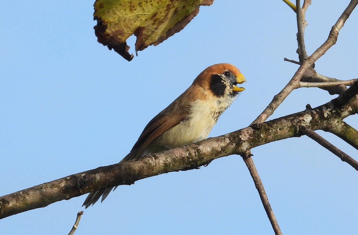 Benekli Papağangaga - ML646574572