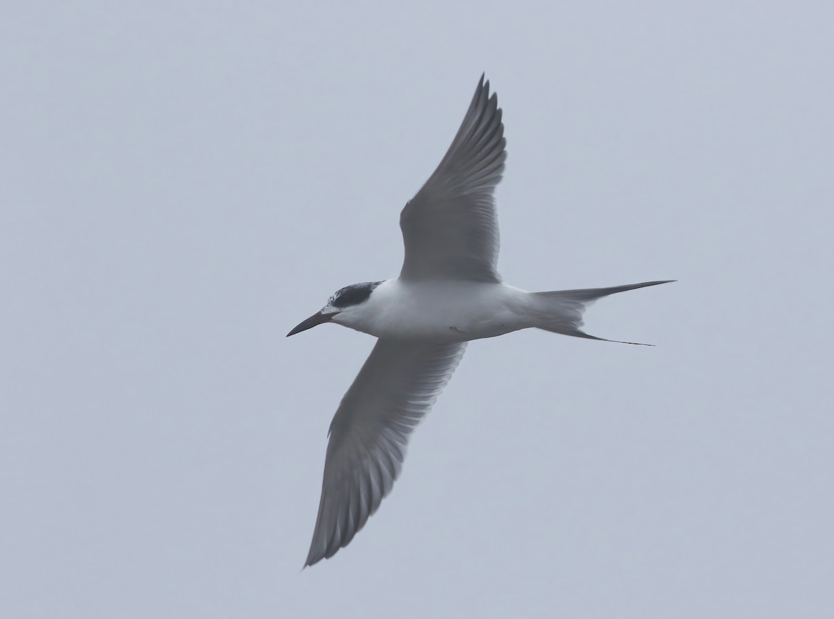 Forster's Tern - ML646574573