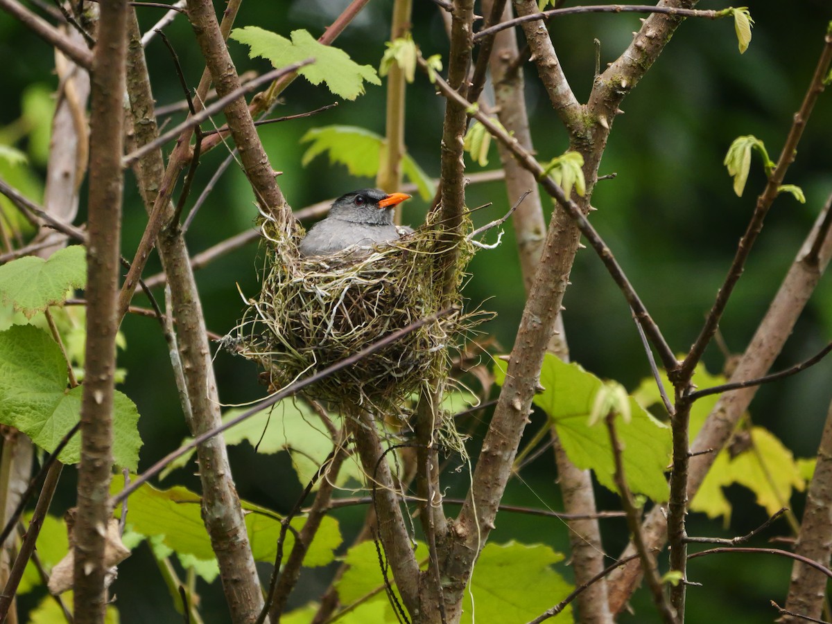 Malagasy Bulbul - ML646574575