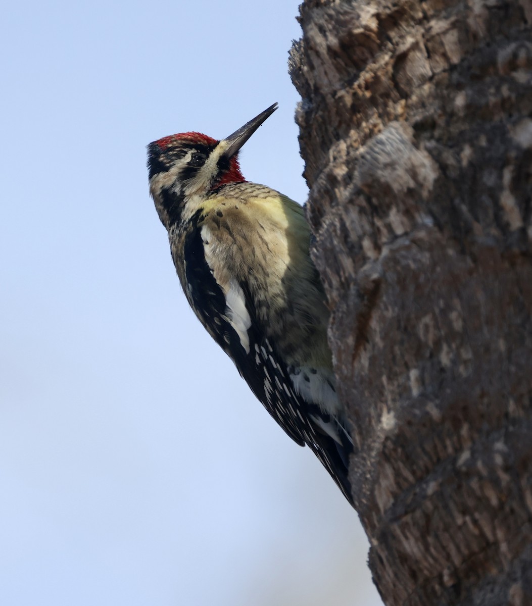 kanadasevjespett - ML646574576