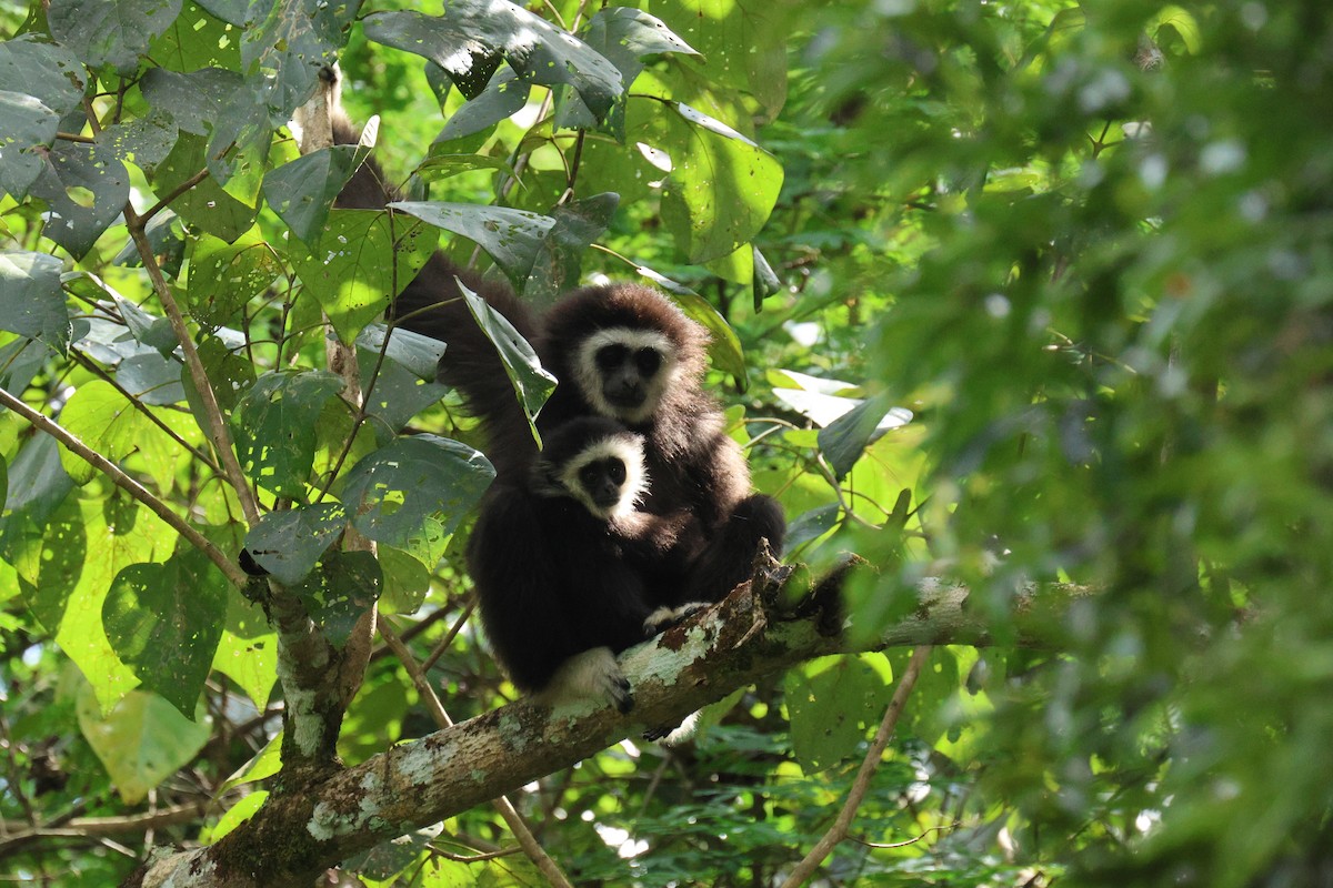 Lar Gibbon - ML646574580