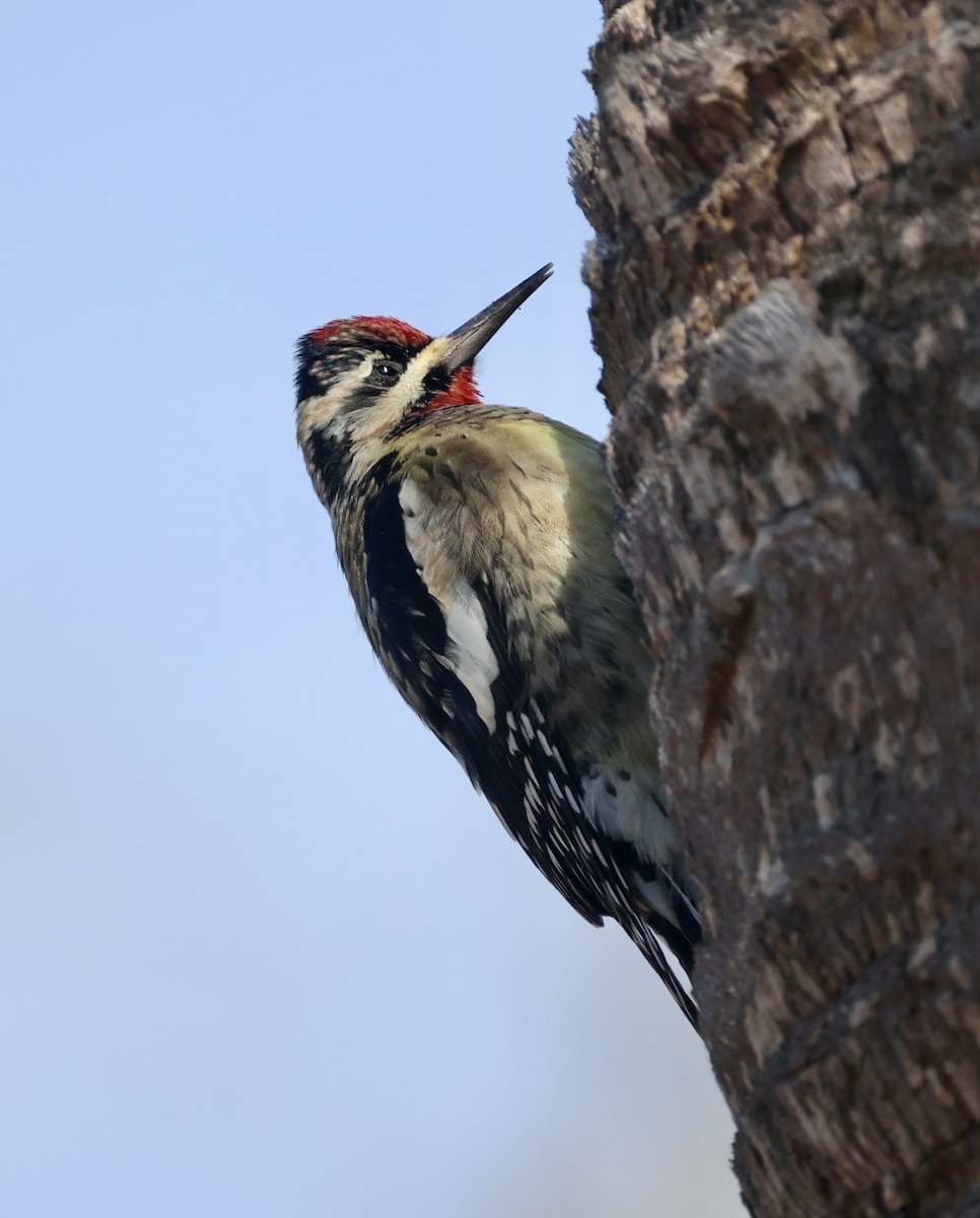 kanadasevjespett - ML646574582