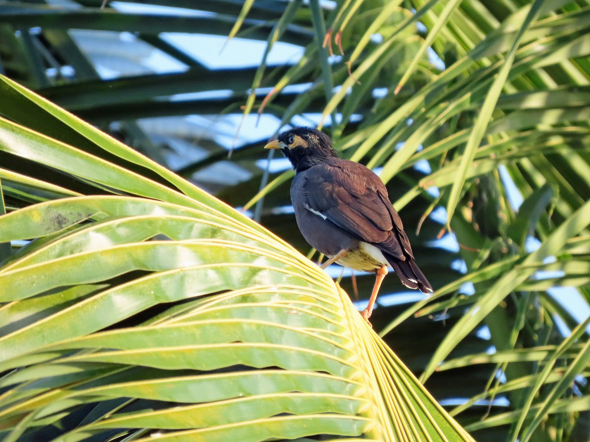 Common Myna - ML646574583
