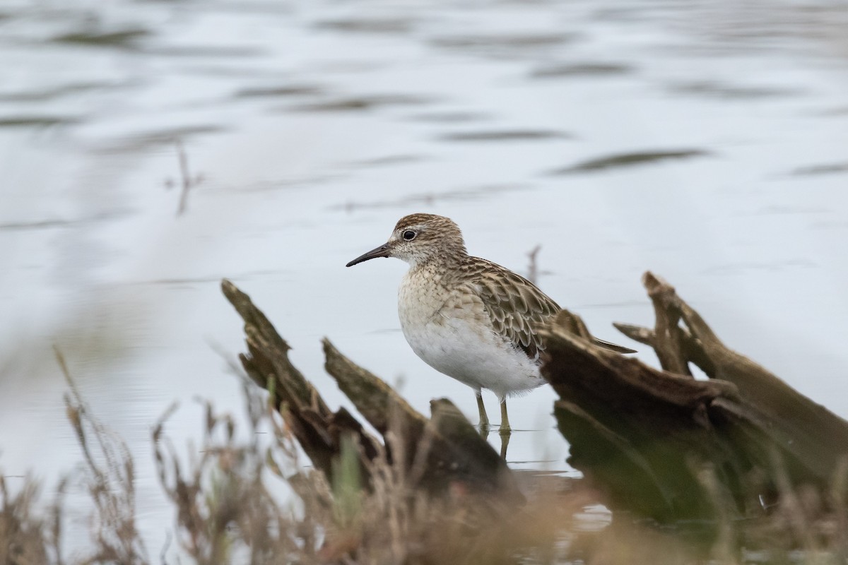 Sharp-tailed Sandpiper - ML646574587